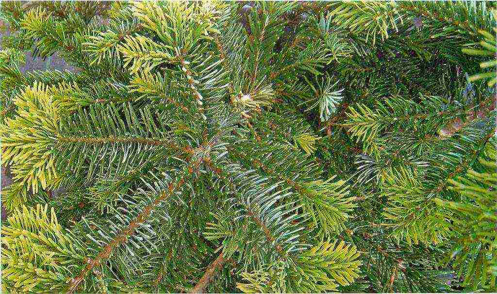 the best varieties of fir