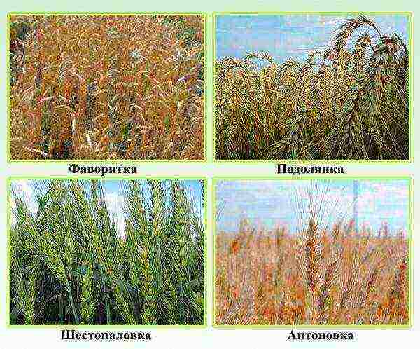 the best wheat varieties