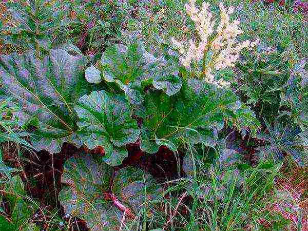 ang pinakamahusay na mga varieties ng rhubarb