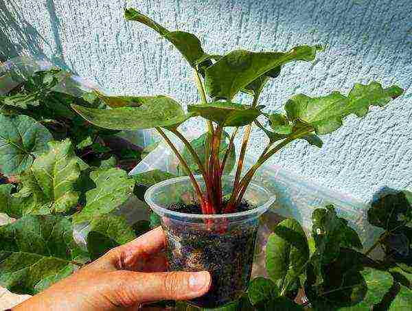 the best varieties of rhubarb