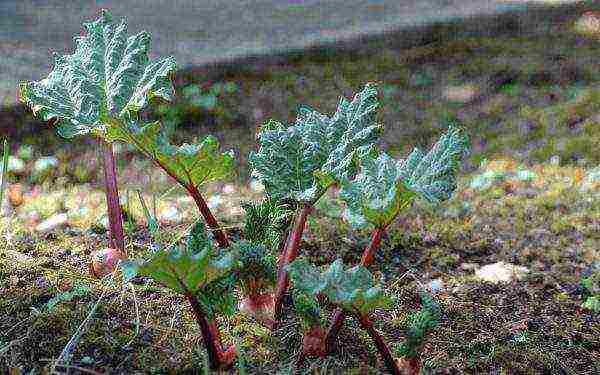 the best varieties of rhubarb