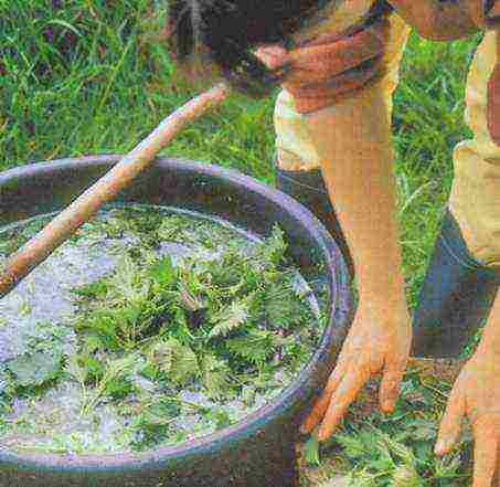 ang pinakamahusay na mga varieties ng rhubarb