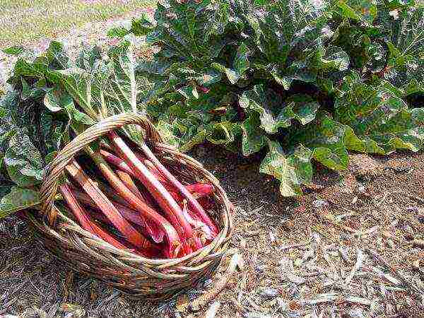 ang pinakamahusay na mga varieties ng rhubarb