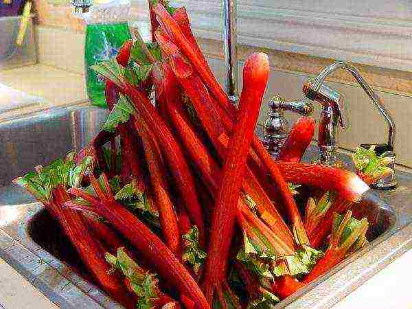 ang pinakamahusay na mga varieties ng rhubarb