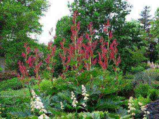 the best varieties of rhubarb