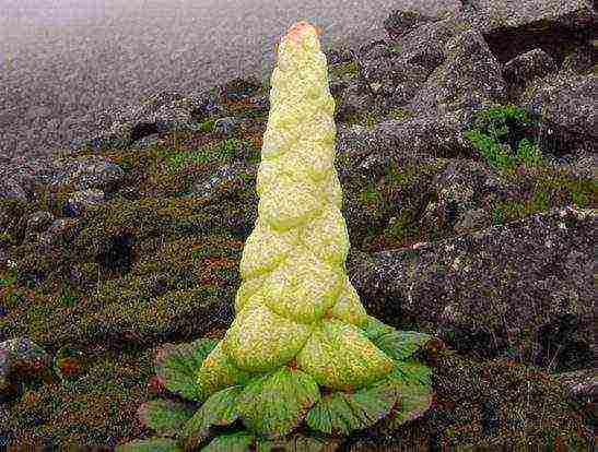 the best varieties of rhubarb