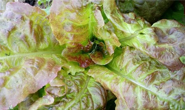 the best salad varieties