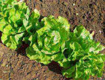 ang pinakamahusay na mga varieties ng salad