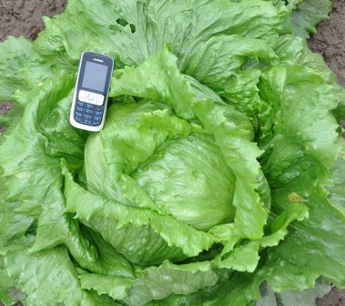 ang pinakamahusay na mga varieties ng salad