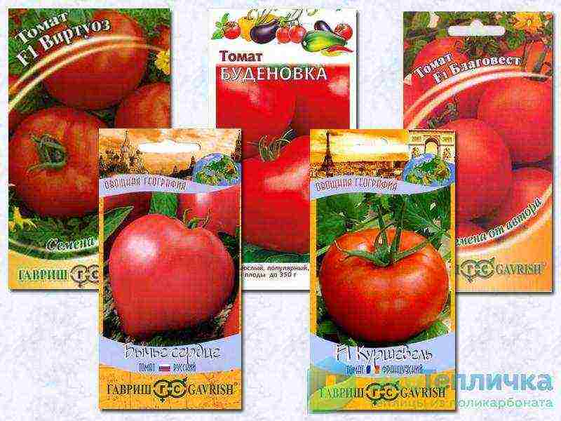 the best varieties of medium-sized tomatoes