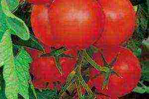 the best varieties of medium-sized tomatoes