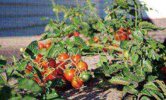 the best varieties of medium-sized tomatoes