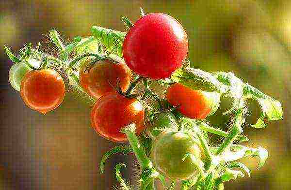 the best varieties of medium-sized tomatoes