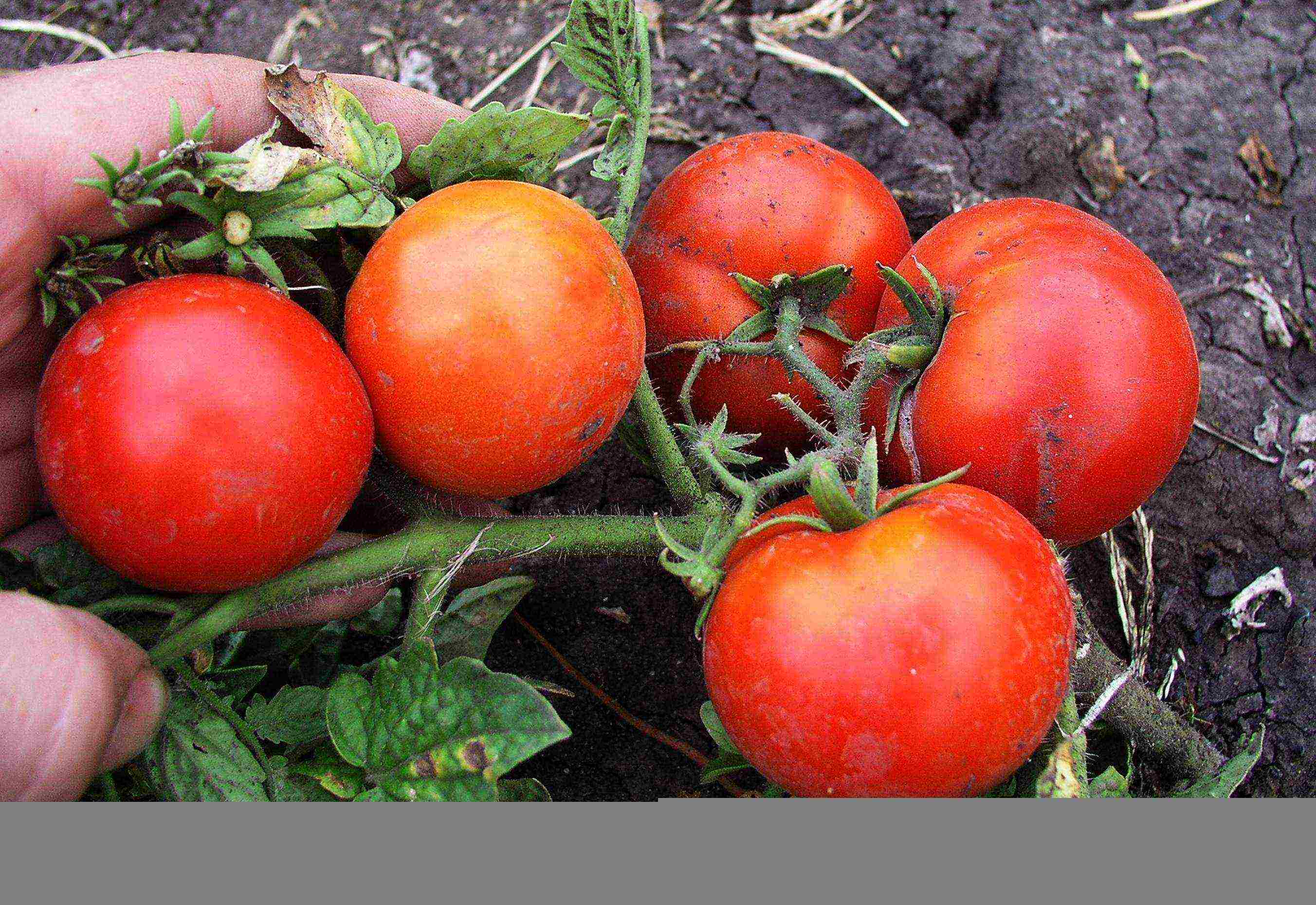 the best varieties of medium-sized tomatoes