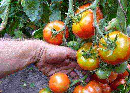 the best varieties of medium-sized tomatoes