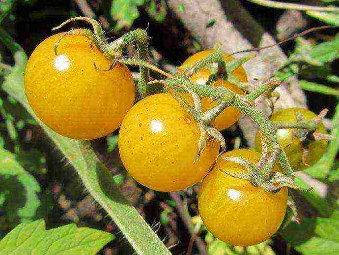 the best varieties of medium-sized tomatoes