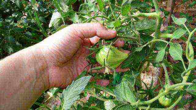 the best varieties of medium-sized tomatoes