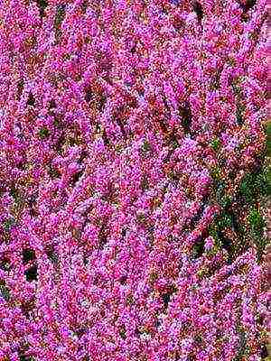 the best varieties of heathers