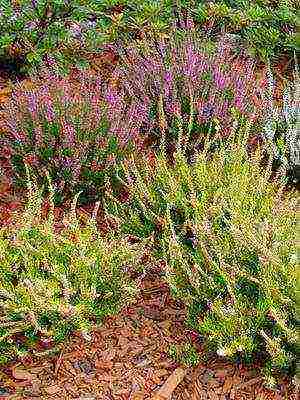 the best varieties of heathers