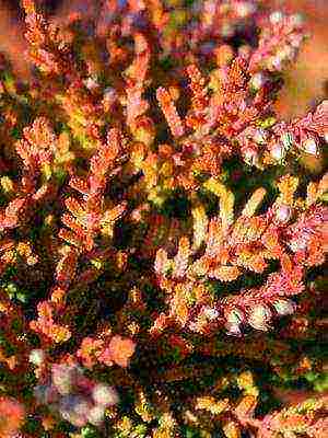 the best varieties of heathers