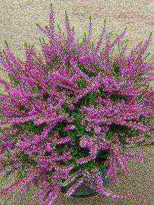 the best varieties of heathers