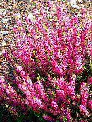 the best varieties of heathers