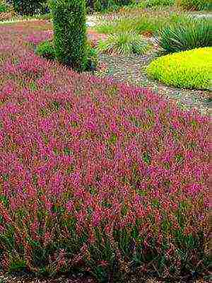 the best varieties of heathers