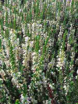 the best varieties of heathers