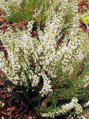 the best varieties of heathers