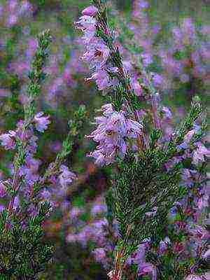 the best varieties of heathers