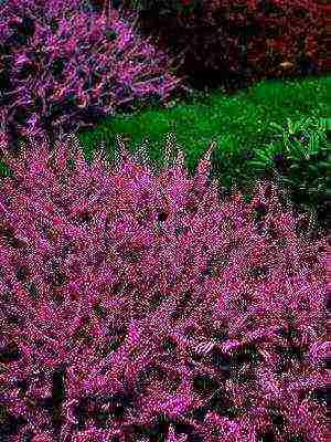 the best varieties of heathers