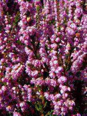 the best varieties of heathers