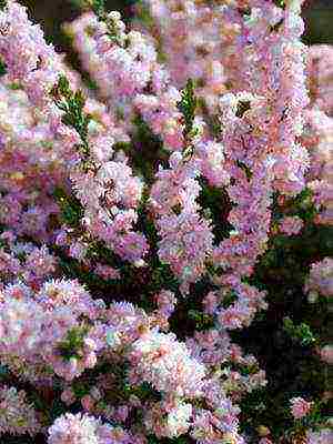 the best varieties of heathers