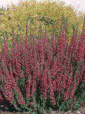 the best varieties of heathers