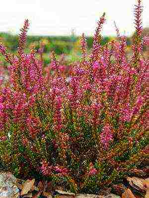 the best varieties of heathers