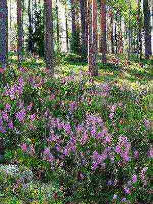 the best varieties of heathers