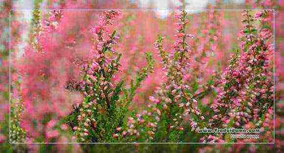 the best varieties of heathers