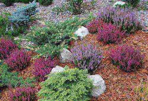 the best varieties of heathers