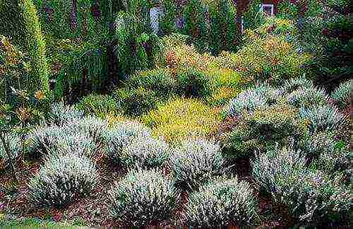 the best varieties of heathers