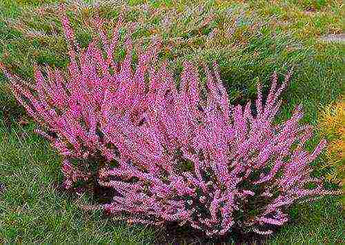 the best varieties of heathers