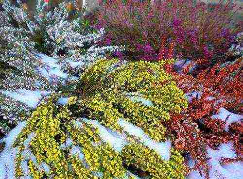 the best varieties of heathers