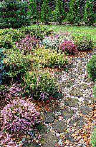 the best varieties of heathers