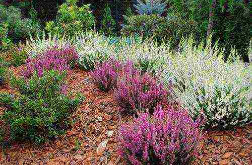 the best varieties of heathers