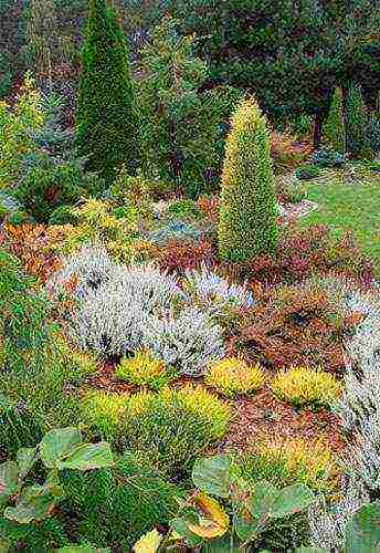 the best varieties of heathers