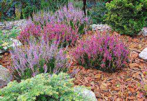 the best varieties of heathers