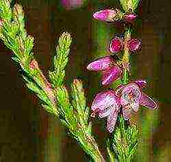 the best varieties of heathers