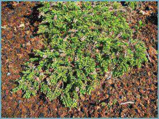 the best varieties of heathers