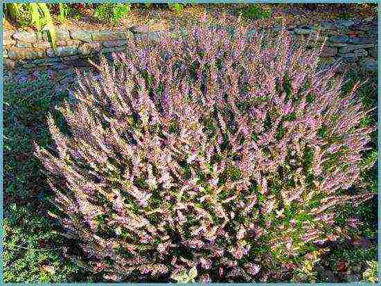 the best varieties of heathers