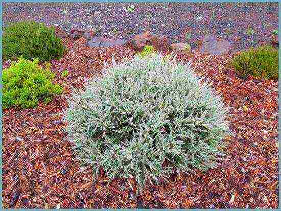 the best varieties of heathers