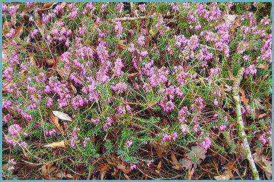 the best varieties of heathers